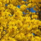 Yellow Tabebuia (Tabebuia spp.)