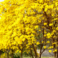 Yellow Tabebuia (Tabebuia spp.)