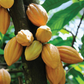 Cacao, Yellow (Theobroma cacao)