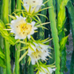 Dragon Fruit, Yellow (Selenicereus megalanthus)