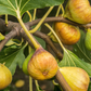 Fig 'Yellow Long Neck' (Ficus carica)