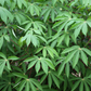 Yuca Root (Manihot esculenta)