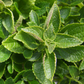 African Potato Mint (Plectranthus esculentus)