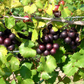 Muscadine Grape 'Alachua' (Vitis rotundifolia)