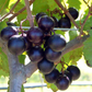 Southern Muscadine Grape Bundle: Carlos + Alachua +Southern Home'
