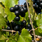 Muscadine Grape 'Alachua' (Vitis rotundifolia)