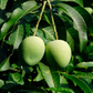 Mango 'Alphonso' (Mangifera indica)