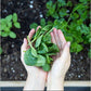 Amazing Grass Green Superfood Chocolate 28 oz 100 Servings