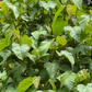 Annatto Achiote (Bixa orellana)