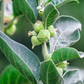 Adaptogen Herb Bundle: Gotu Kola, Skullcap, Ashwagandha, Tulsi