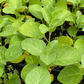 Ashwagandha (Withania somnifera)