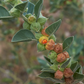 Ashwagandha (Withania somnifera)