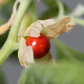 Ashwagandha (Withania somnifera)