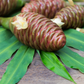 Awapuhi Shampoo Ginger (Zingiber zerumbet)