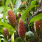 Awapuhi Shampoo Ginger (Zingiber zerumbet)