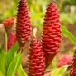 Awapuhi Shampoo Ginger (Zingiber zerumbet)