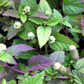 Aztec Sweet Herb (Lippia dulcis)