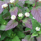 Aztec Sweet Herb (Lippia dulcis)