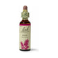 Bach Pine 20ml