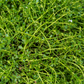 Brahmi (Bacopa monnieri)