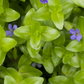 Brahmi (Bacopa monnieri)
