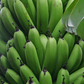 Banana 'Gran Nain' (Musa acuminata)