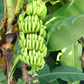 Banana 'Gran Nain' (Musa acuminata)