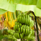 Banana 'Gran Nain' (Musa acuminata)
