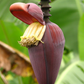 Banana 'Gran Nain' (Musa acuminata)