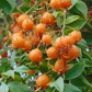 Barbados Gooseberry (Pereskia aculeata)