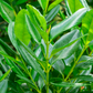 Bay Rum (Pimenta racemosa)