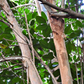 Bay Rum (Pimenta racemosa)