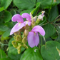 Beach Bean (Canavalia rosea)