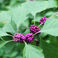 Beautyberry (Callicarpa americana)