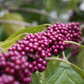 Beautyberry (Callicarpa americana)