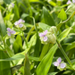 Beijing Grass (Murdannia loriformis)