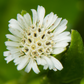 Bhringraj (Eclipta prostrata, syn, Eclipta alba)