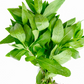 Bhringraj (Eclipta prostrata, syn, Eclipta alba)