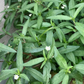 Bhringraj (Eclipta prostrata, syn, Eclipta alba)