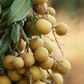 Longan, 'Biew Kiew' (Dimocarpus longan)
