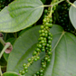 Black Pepper Vine (Piper nigrum)