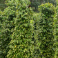 Black Pepper Vine (Piper nigrum)