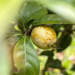 Blackberry Jam Fruit (Rosenbergiodendron formosum)