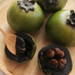 Black Sapote ‘Reineke’ (Diospyros nigra)