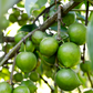 Black Sapote, Seedling (Diospyros nigra)