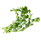 Brahmi (Bacopa monnieri)