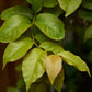 Barbados Gooseberry (Pereskia aculeata)