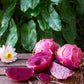 Dragon Fruit, Red 'Tricia' (Hylocereus polyrhizus)