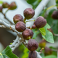 Fig 'Brown Turkey' (Ficus carica)