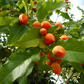 Peanut Butter Fruit (Bunchosia argentea)